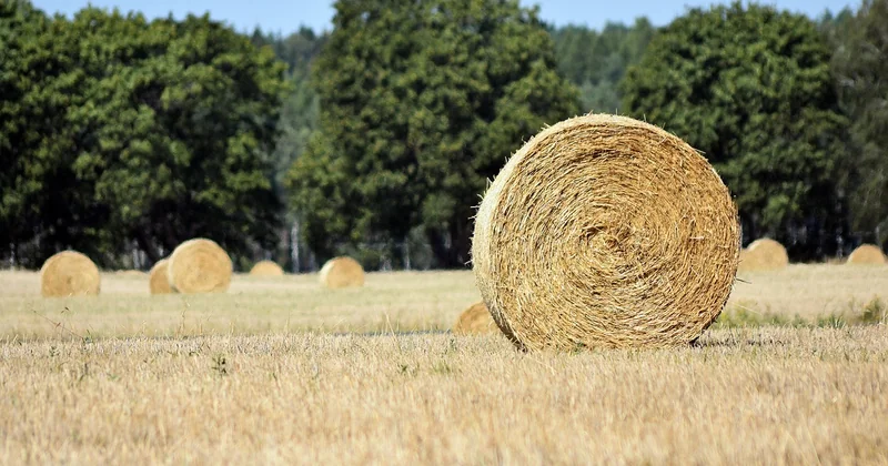 Qui est le registrar d'un domaine ?